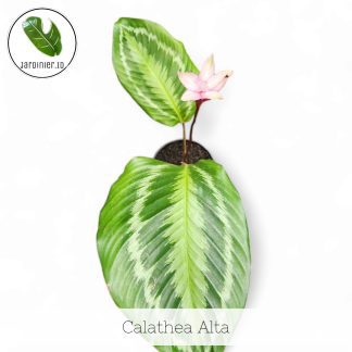 Calathea Alta