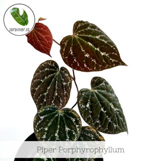 Piper Porphyrophyllum