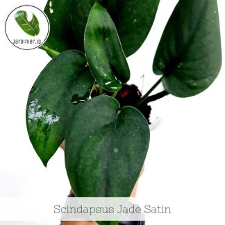 Scindapsus Jade Satin