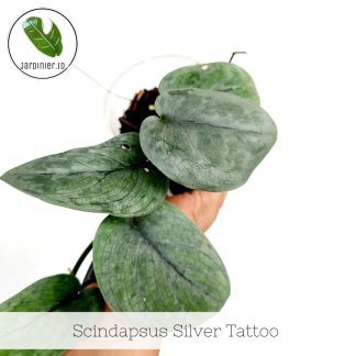 Scindapsus Silver Tattoo