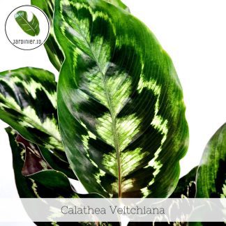 Calathea Veitchiana