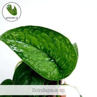 Scindapsus Splash Green