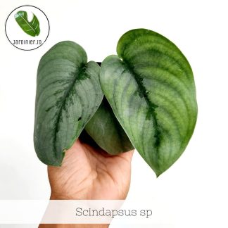 Scindapsus Silver Knight