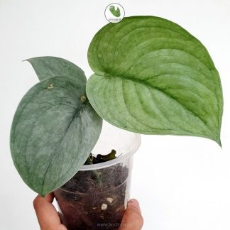 Scindapsus Silver Platinum
