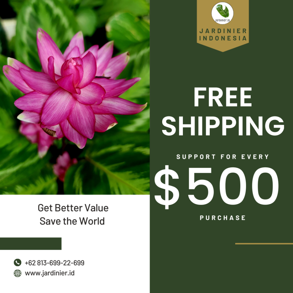 Jardinier Indonesia – Home of Unique Calathea & Aroid