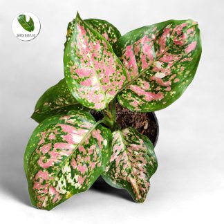 Aglaonema Tricolor