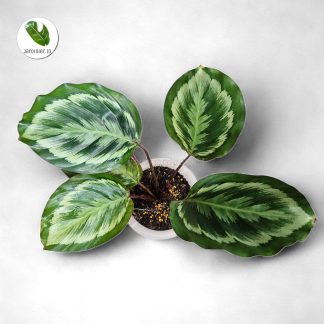 Calathea Misty