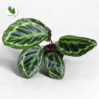 Calathea Medallion