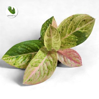 Aglaonema Emerald