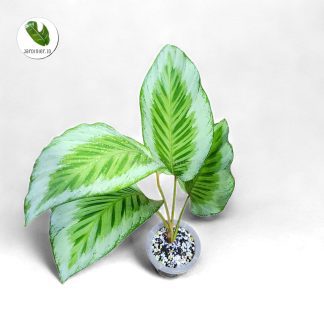 Calathea Gaby