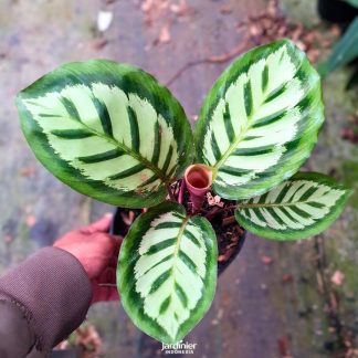 Calathea x Cora