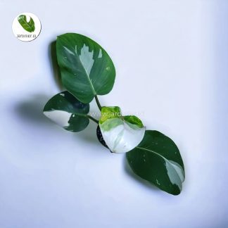 Philodendron White Wizard