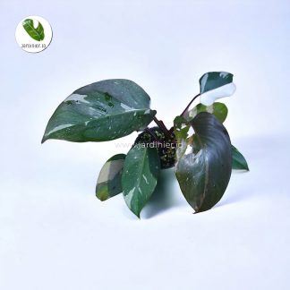 Philodendron Anderson