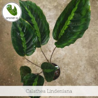 Calathea Lindeniana