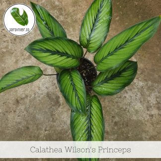 Calathea Wilson's Princeps