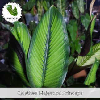 Calathea Majestica Princeps