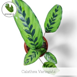 Calathea Variegata