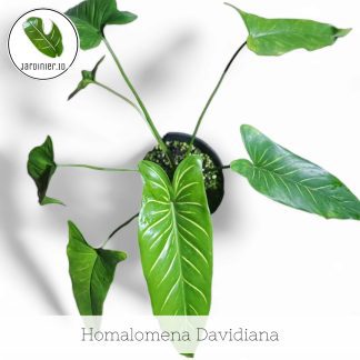 Homalomena Davidiana