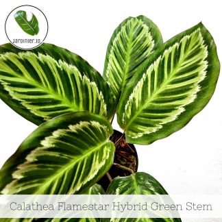 Calathea Flamestar Green Stem
