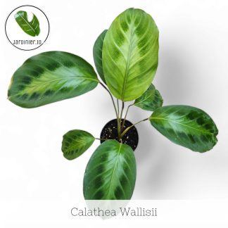 Calathea Wallisii