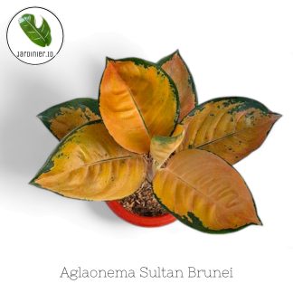 Aglaonema Sultan Brunei
