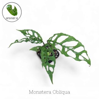 Monstera Obliqua