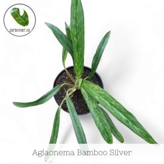 Aglaonema Bamboo Silver