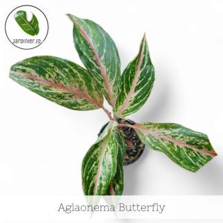 Aglaonema Butterfly