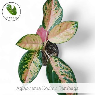 Aglaonema Kochin Tembaga