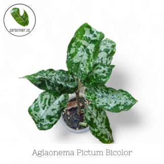 Aglaonema Pictum Bicolor