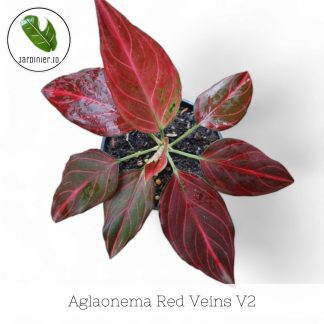 Aglaonema Red Veins V2