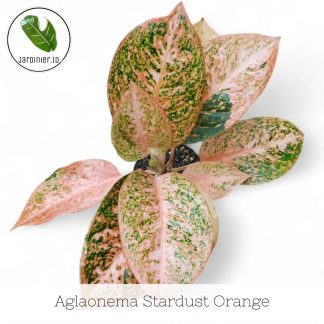 Aglaonema Stardust Orange
