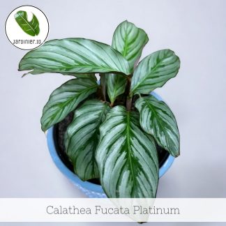 Calathea Fucata Platinum