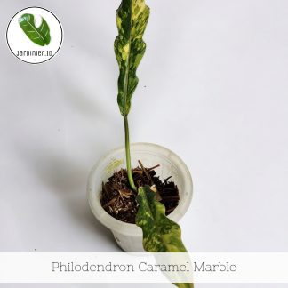 Philodendron Caramel Marble | Rare Variegated Plant | Jardinier.id