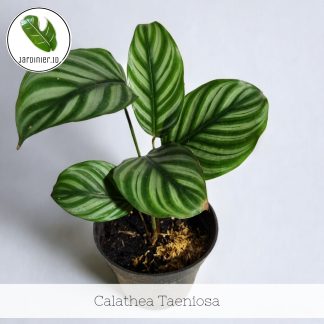 Calathea Taeniosa