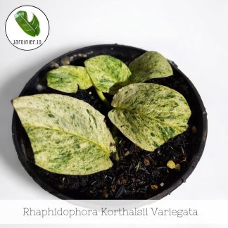 Rhaphidophora Korthalsii Variegata