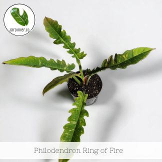 Philodendron Ring of Fire