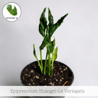 Epipremnum Shangri-La Variegata
