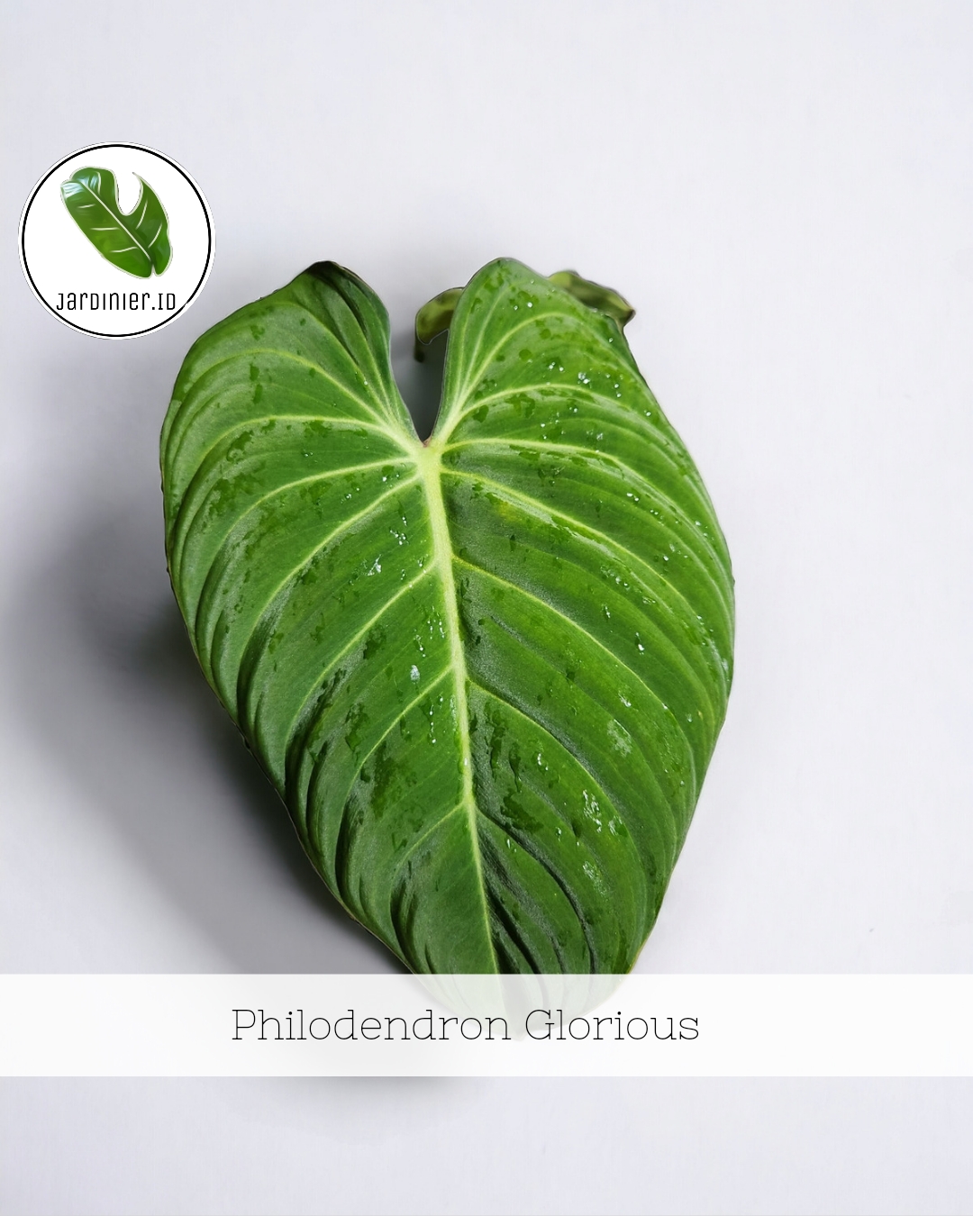 Philodendron Glorious (Melanochrysum x Gloriosum)  Jardinier Indonesia