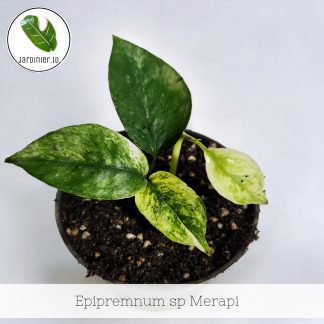 Epipremnum sp Merapi Variegata