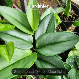 Scindapsus Treubii Moonlight