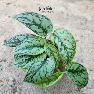 Scindapsus Silver Lady