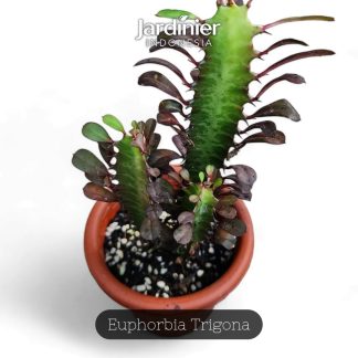 Euphorbia Trigona
