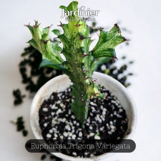 Euphorbia Trigona Variegata