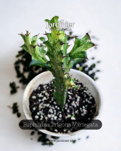 Euphorbia Trigona Variegata