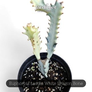 Euphorbia Lactea White Dragon Bone