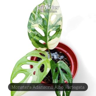 Monstera Adansonii Albo Variegata