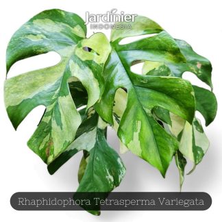 Rhaphidophora Tetrasperma Variegata