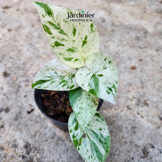 Epipremnum Pinnatum Marble Variegata