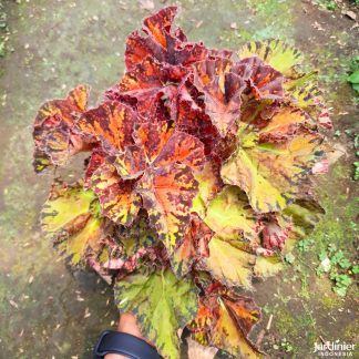 Begonia Rex Hambali
